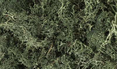 Woodland Scenics 164 - Lichen - Dark Green (86.6 in3)