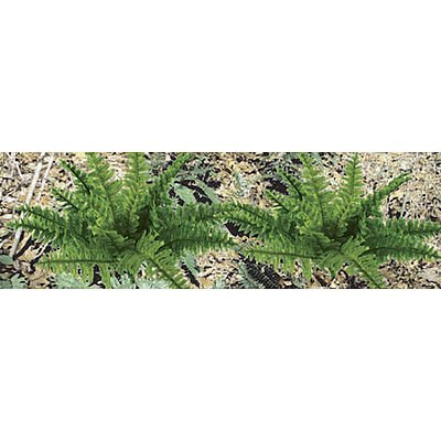 JTT 95534 - O Scale Ferns (9)