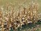 Bachmann HO Dried Corn Stalks -30pcs