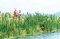 Walthers SceneMaster 4179 - HO Cattails (60 pack)