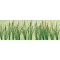 JTT 95535 - HO Cattails (24)